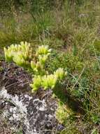 Image of Sempervivum globiferum subsp. hirtum (L.) H.