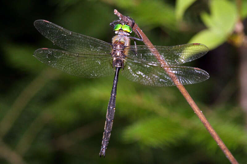 Image of Forcipate Emerald