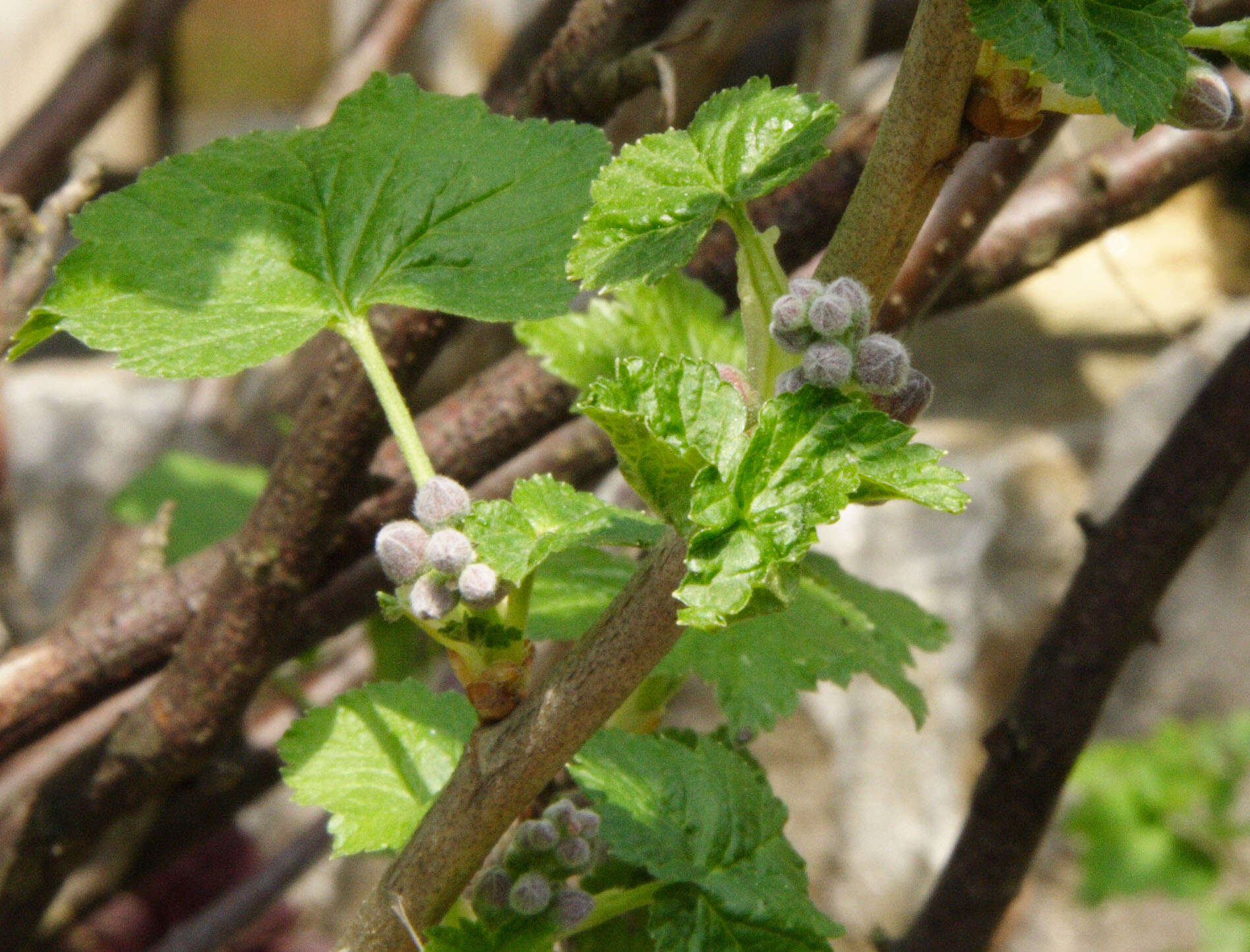 Image of Black Currant