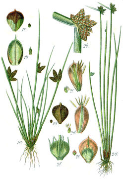 Image of <i>Schoenoplectus mucronatus</i>