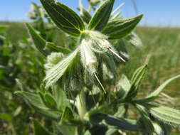 Image of western marbleseed