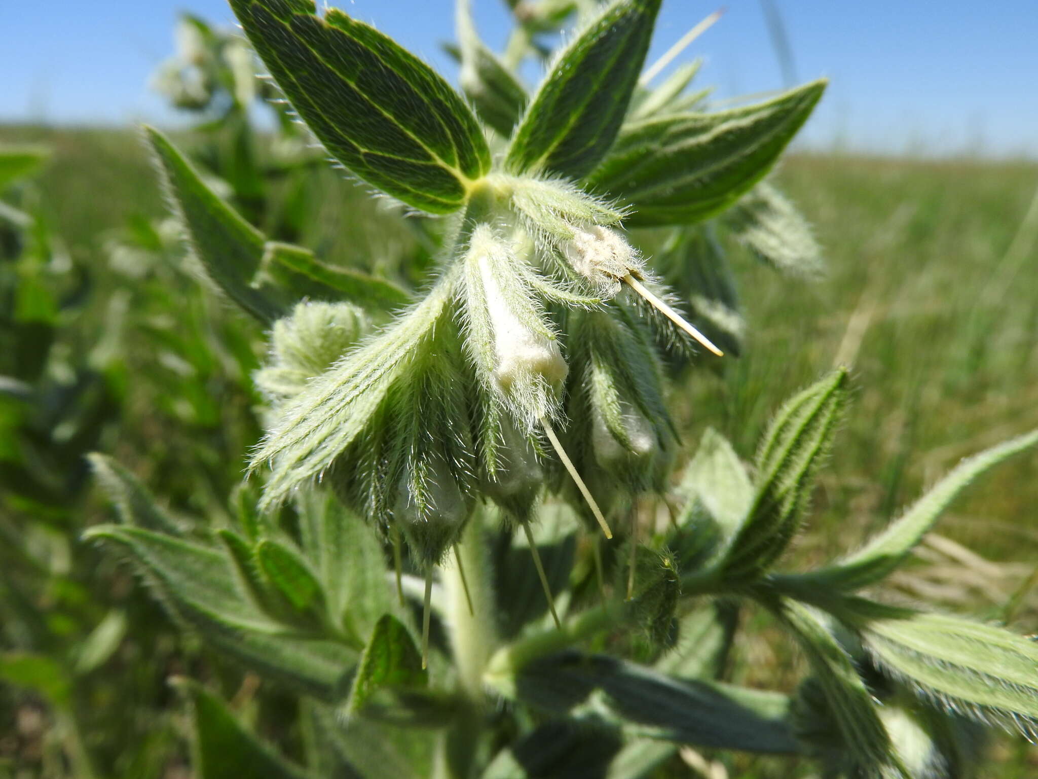 Image of western marbleseed