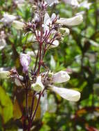 Image of talus slope penstemon