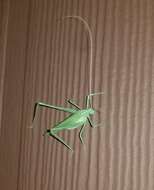 Image of Apache Bush Katydid