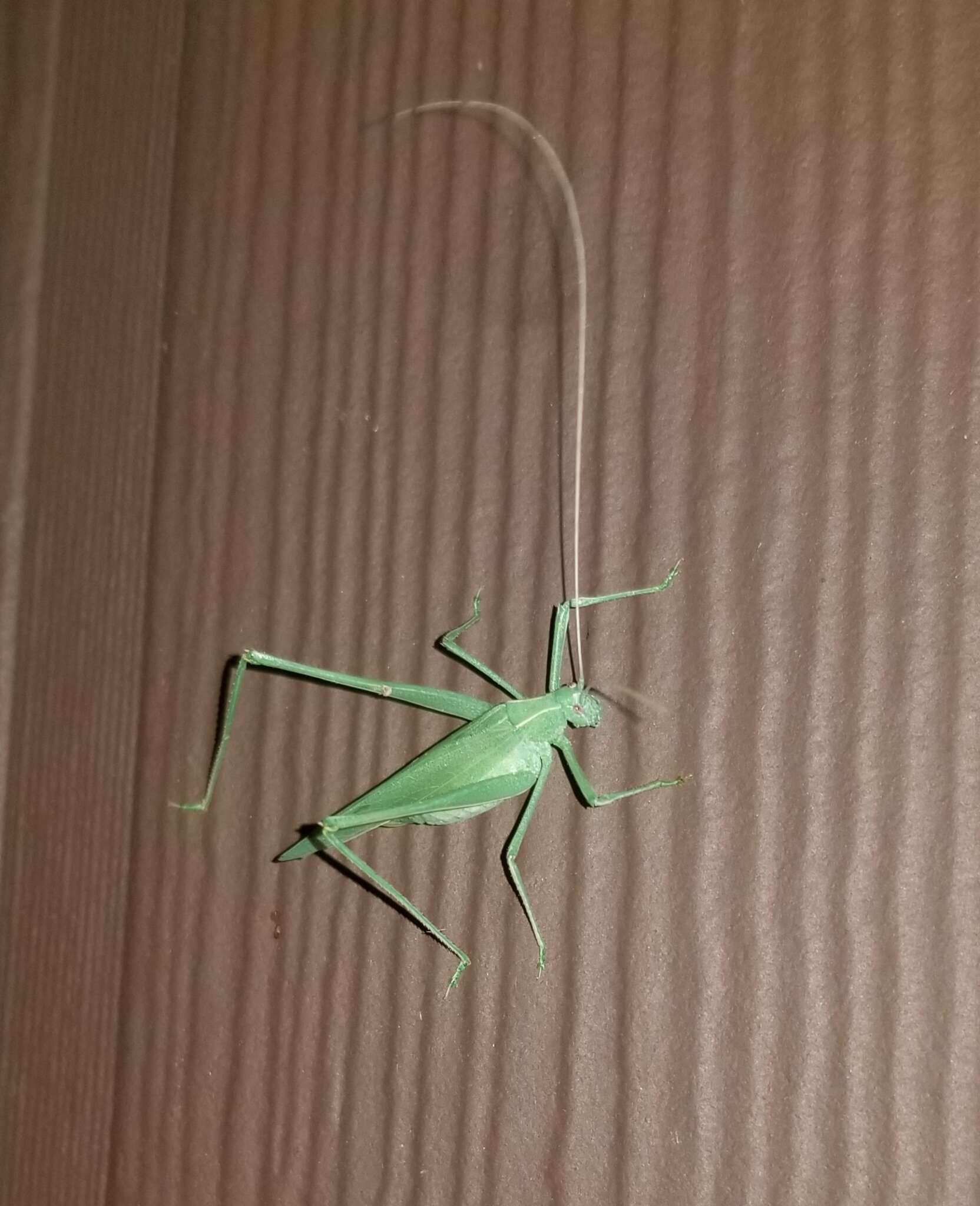 Image of Apache Bush Katydid