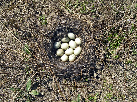 Image of Common Mallard