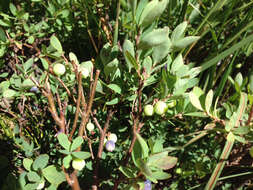 Plancia ëd Vaccinium uliginosum subsp. occidentale (A. Gray) Hulten