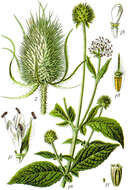 Image of small teasel