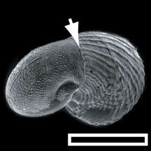 Image of Ass's ear abalone