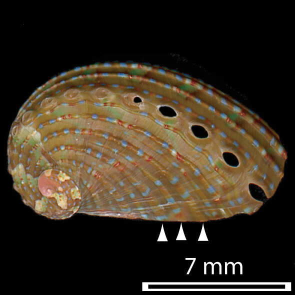 Image of Ass's ear abalone