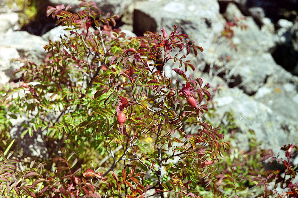 Plancia ëd Rosa koreana Kom.