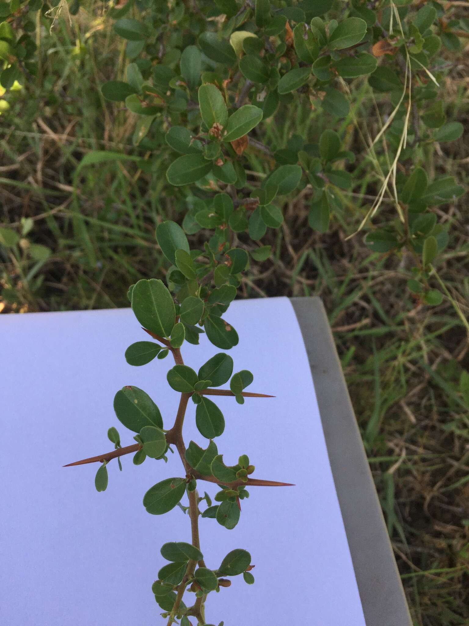 Image of Condalia buxifolia Reiss.