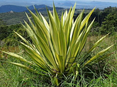 Image of Mauritius hemp