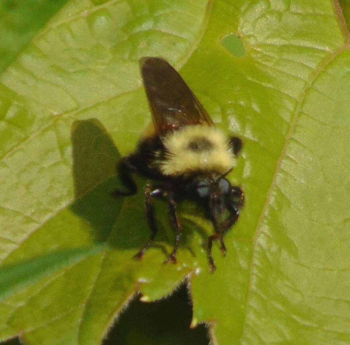 Image of Laphria thoracica Fabricius 1805