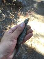 Image of Northern Alligator Lizard