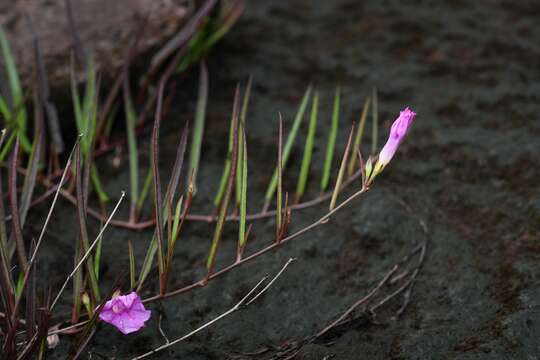 Image of Ipomoea leprieurii D. F. Austin