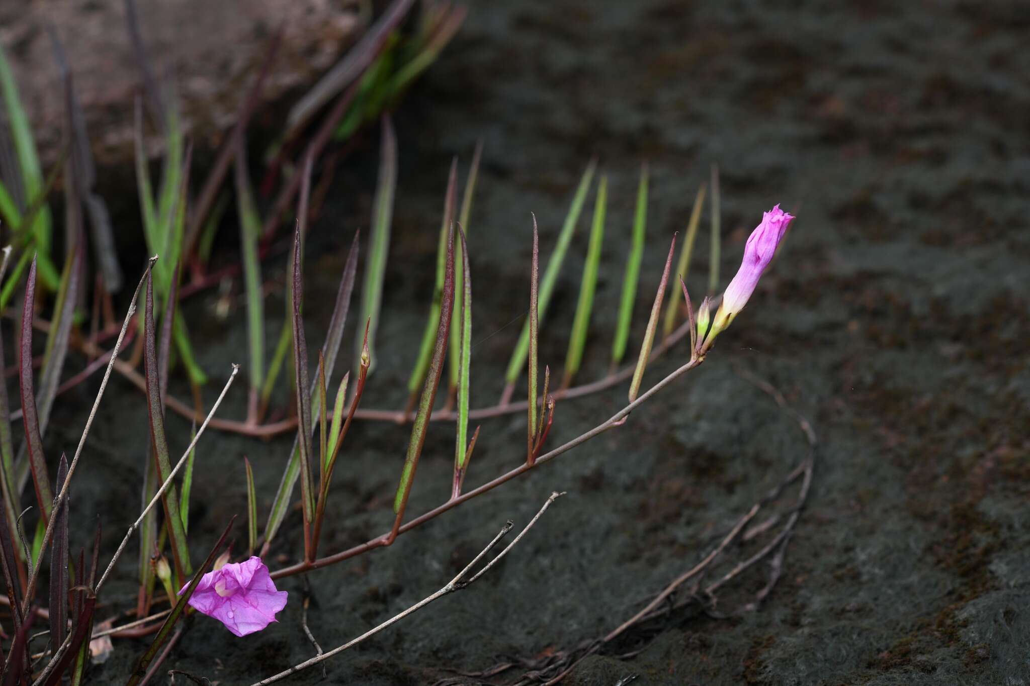 Image de Ipomoea leprieurii D. F. Austin