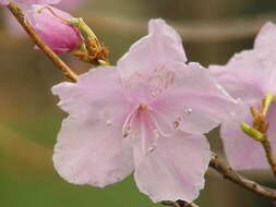 Image of rhododendron