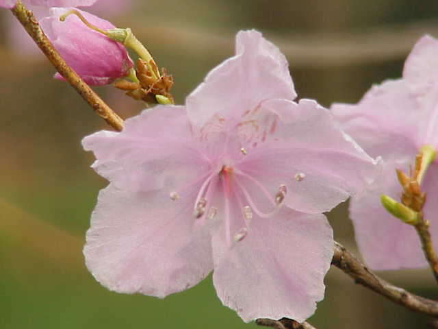 Image of rhododendron