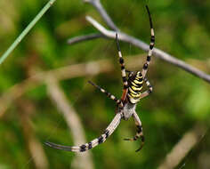 Image of Barbary Spider