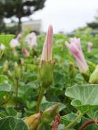 Plancia ëd Calystegia soldanella (L.) R. Br.