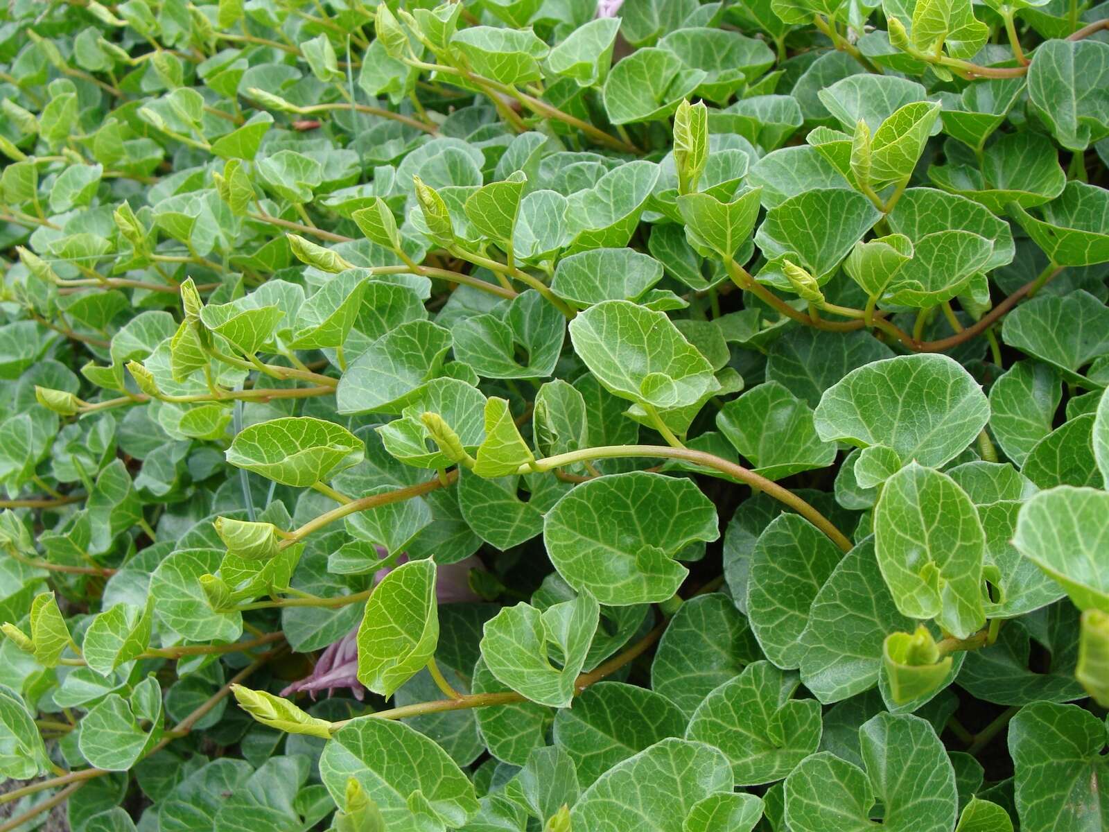 Plancia ëd Calystegia soldanella (L.) R. Br.