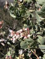 Image of Gabilan Mountains manzanita