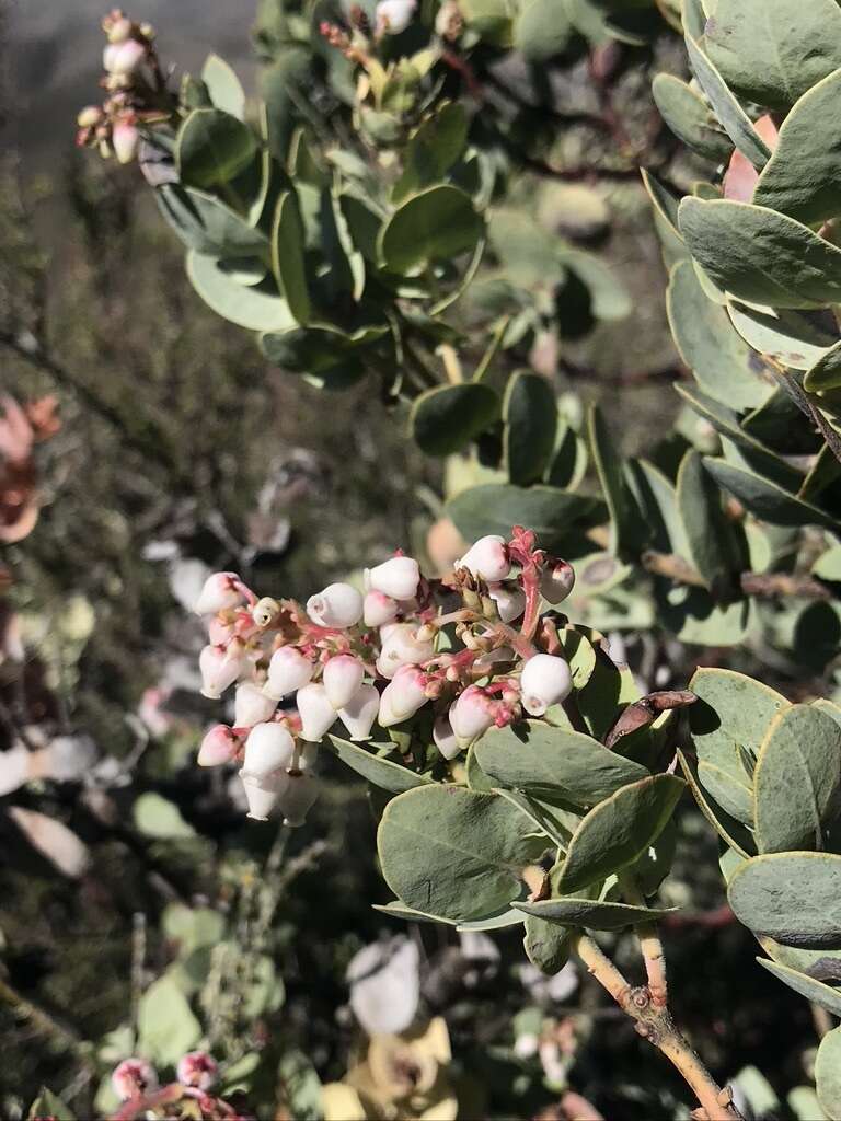 Image of Gabilan Mountains manzanita