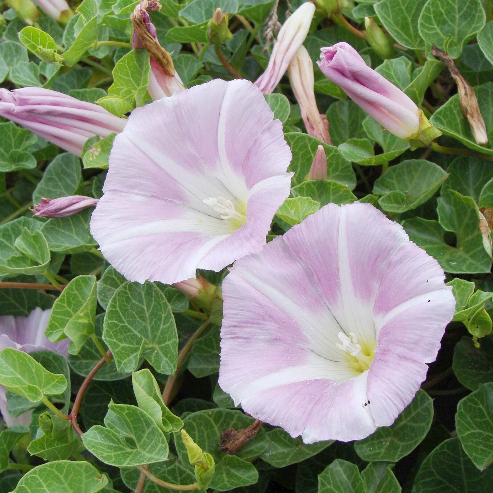 Plancia ëd Calystegia soldanella (L.) R. Br.