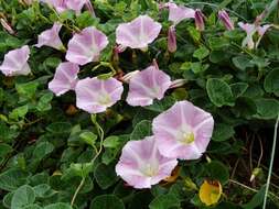 Plancia ëd Calystegia soldanella (L.) R. Br.