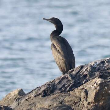 Image of Socotra Cormorant