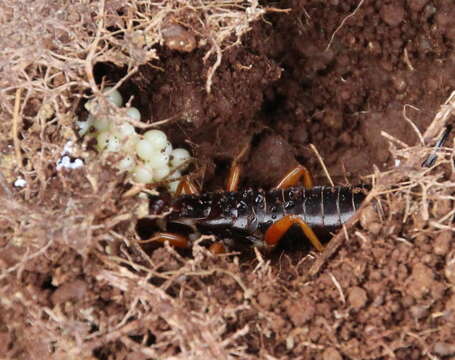 Image of seashore earwig