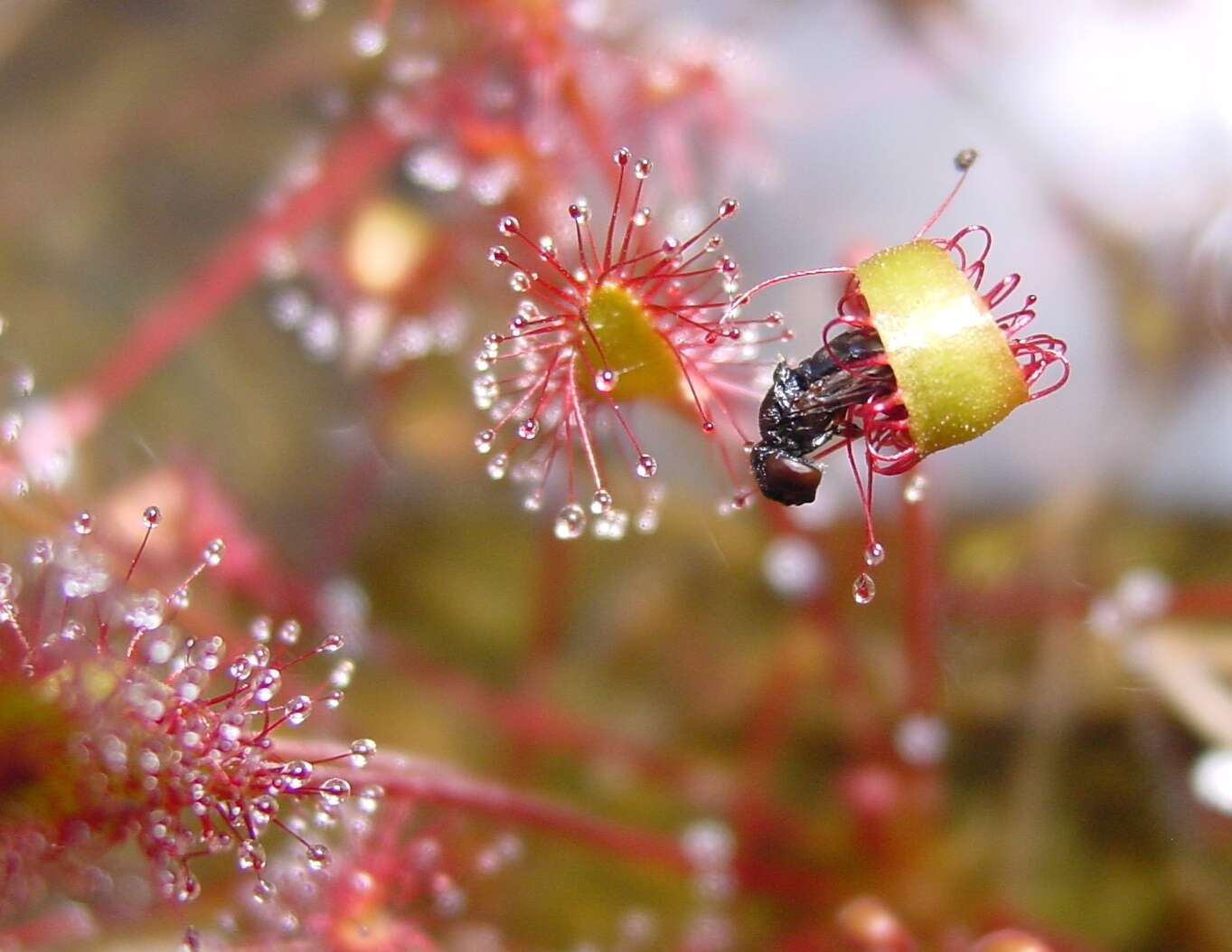 صورة Drosera anglica Huds.