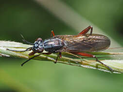 Imagem de Sepedon sphegea (Fabricius 1775)