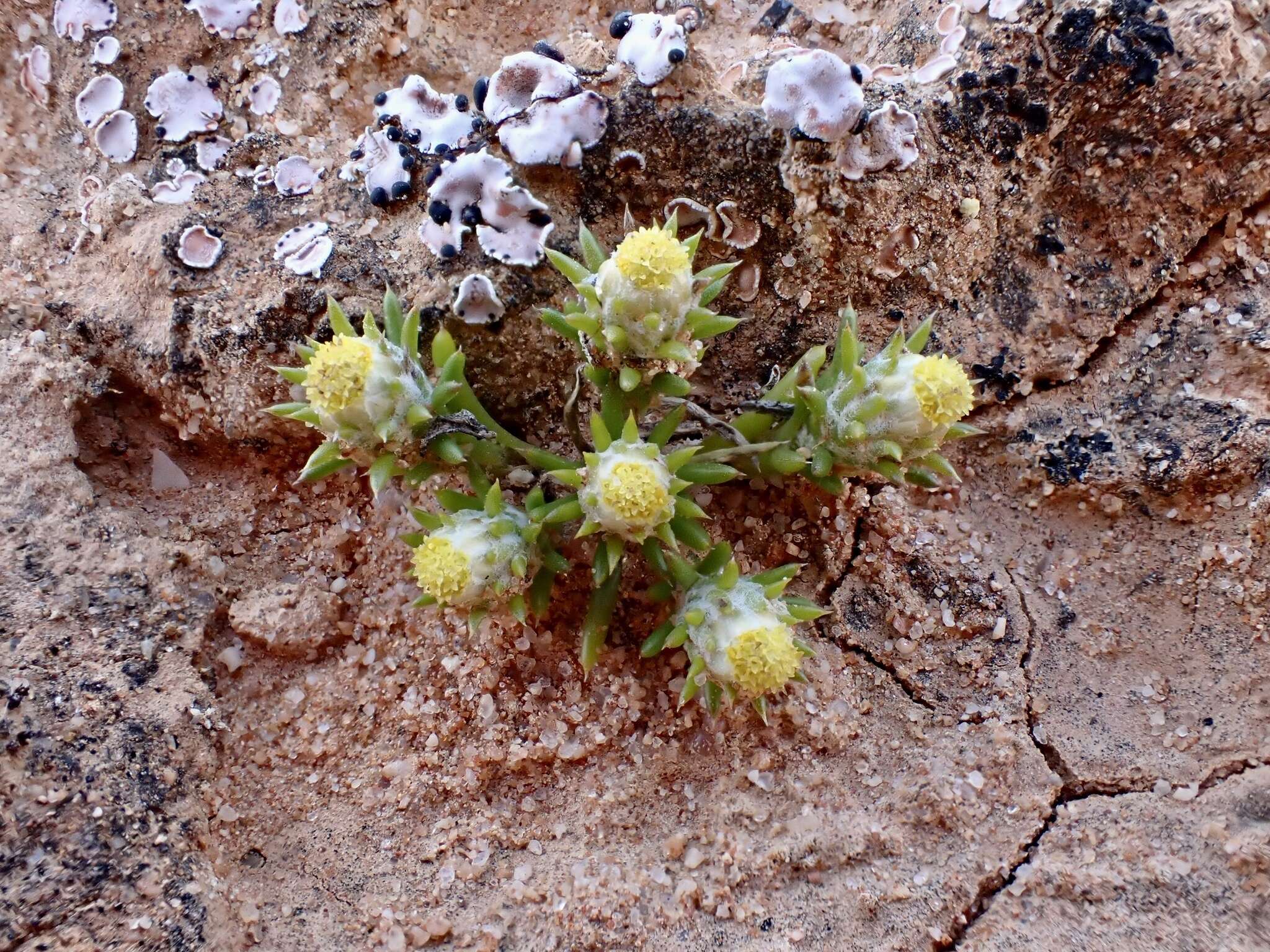 Слика од <i>Pogonolepis muelleriana</i>