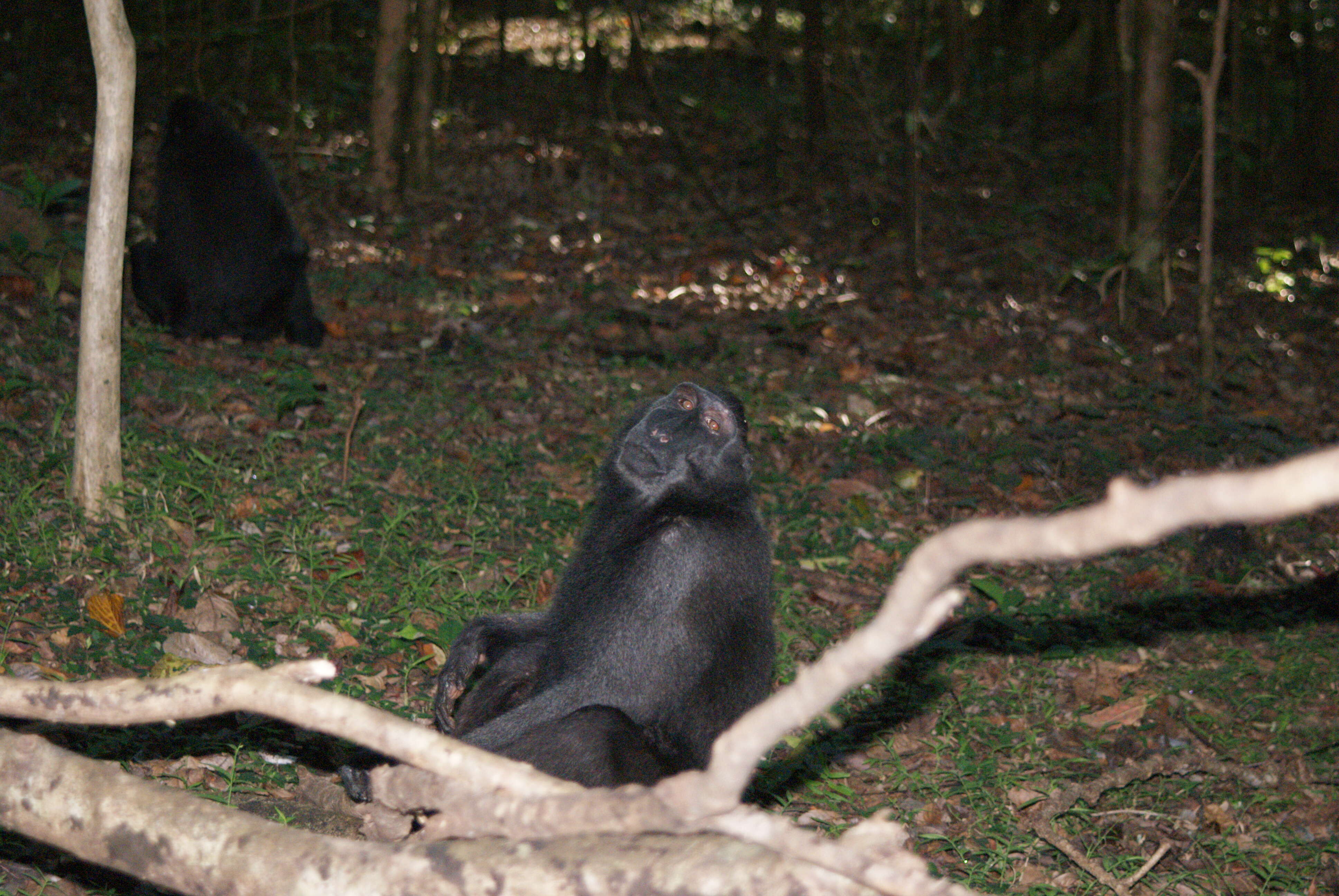 Image of Celebes crested macaque