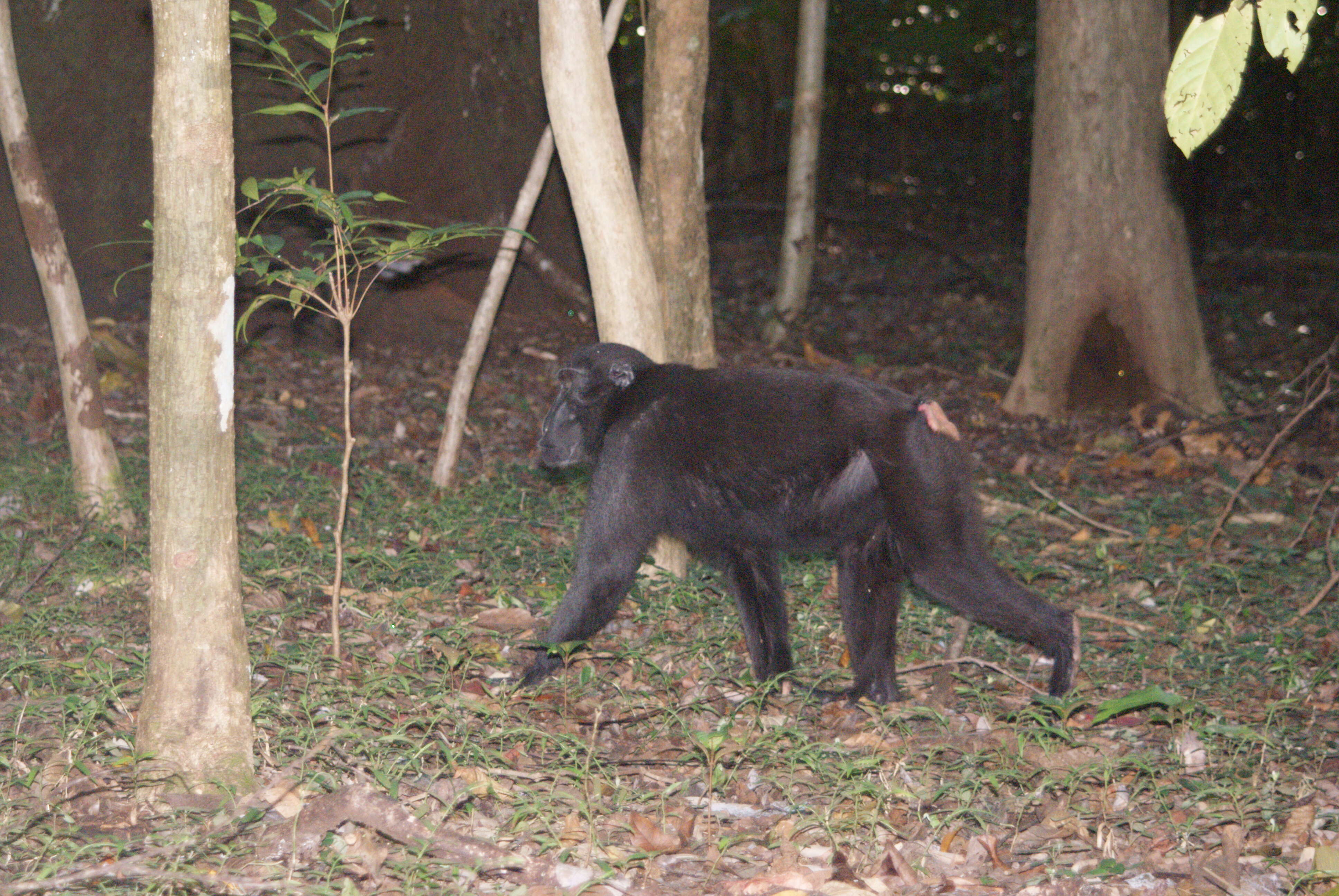 Image of Celebes crested macaque