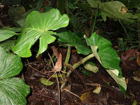 Image of Philodendron fibrosum Sodiro ex Croat