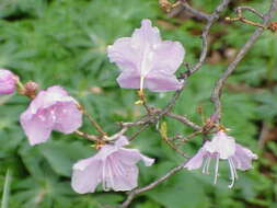 Image of rhododendron