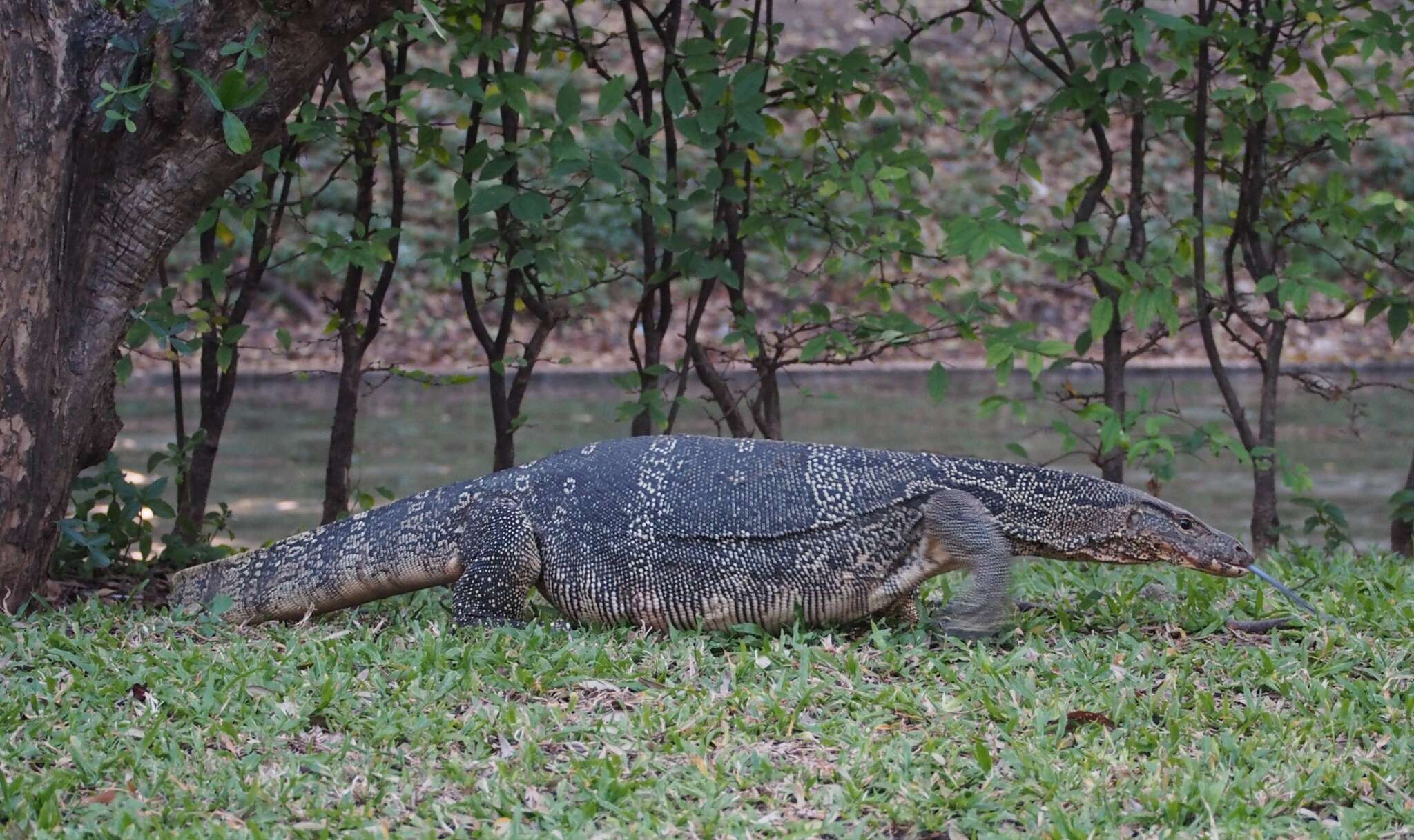 Image of Varanus salvator macromaculatus Deraniyagala 1944