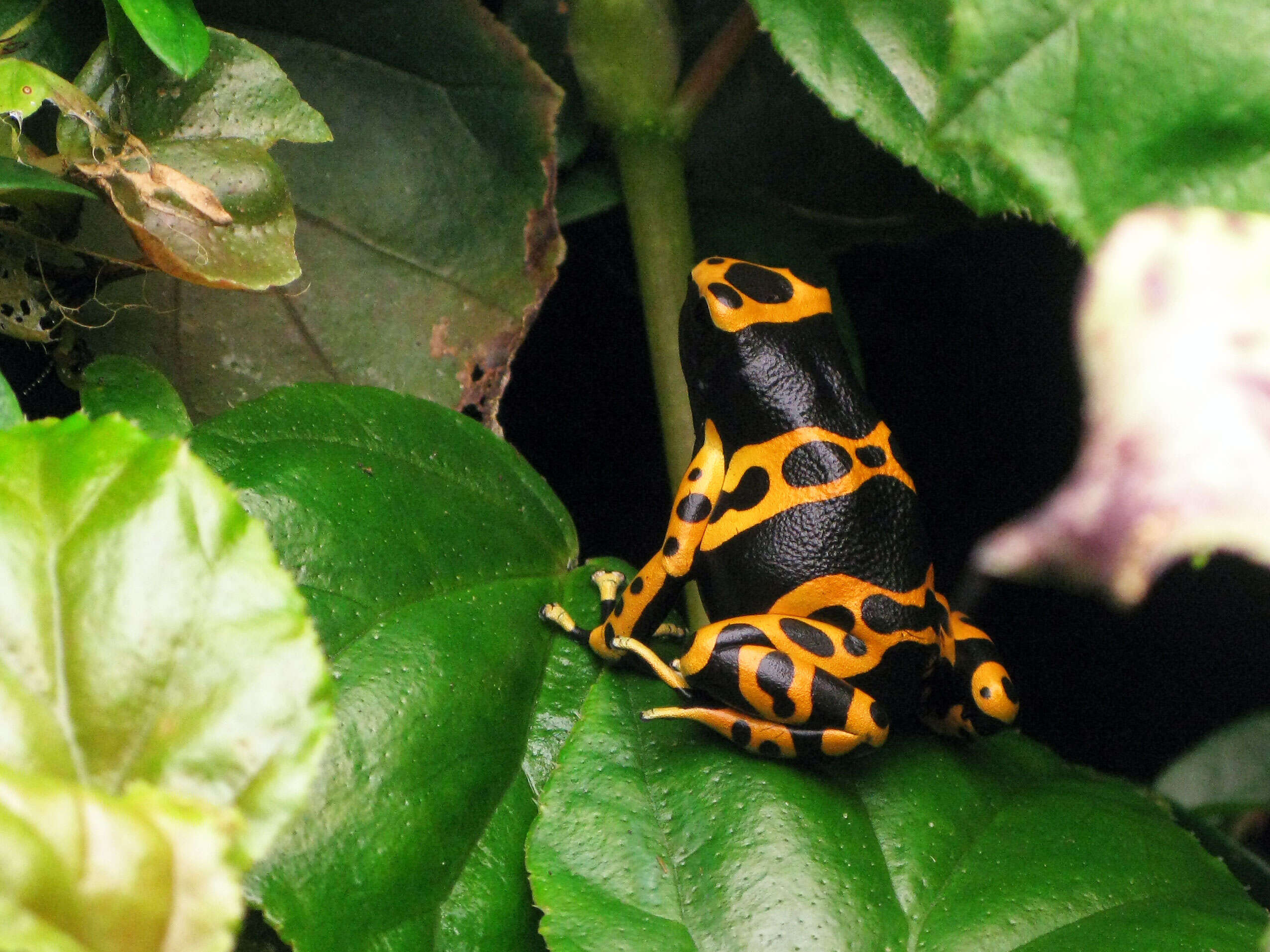 Image of Yellow-headed Poison Frog