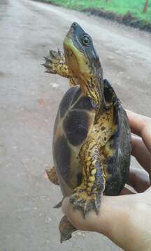 Image of Colombian Wood Turtle