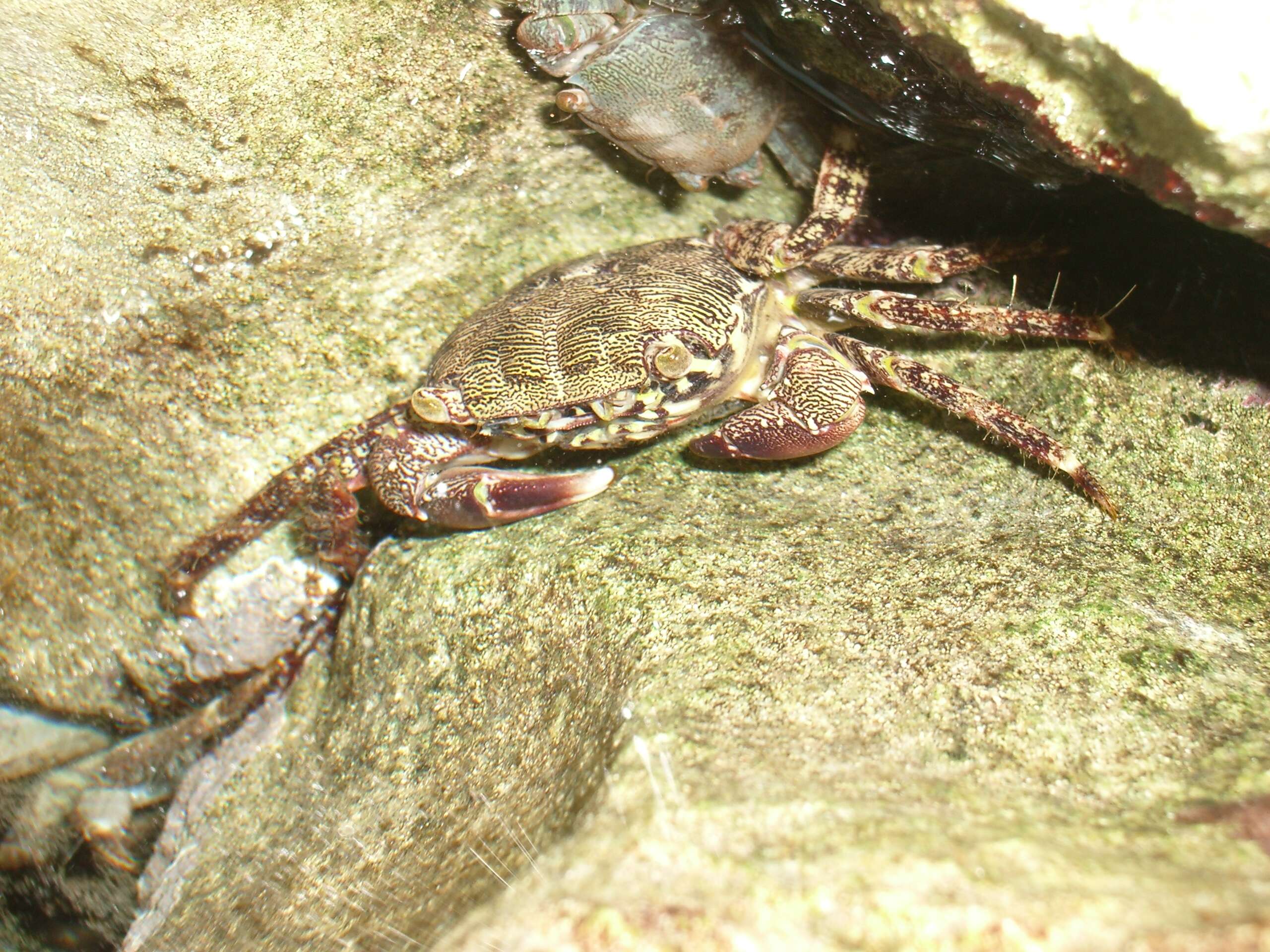 Image of marbled rock crab