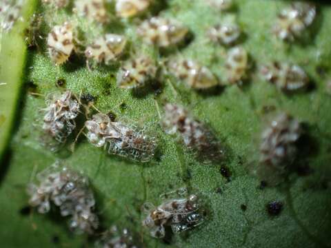 Image of Cotton lace bug