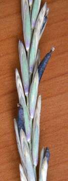 Image of Ergot