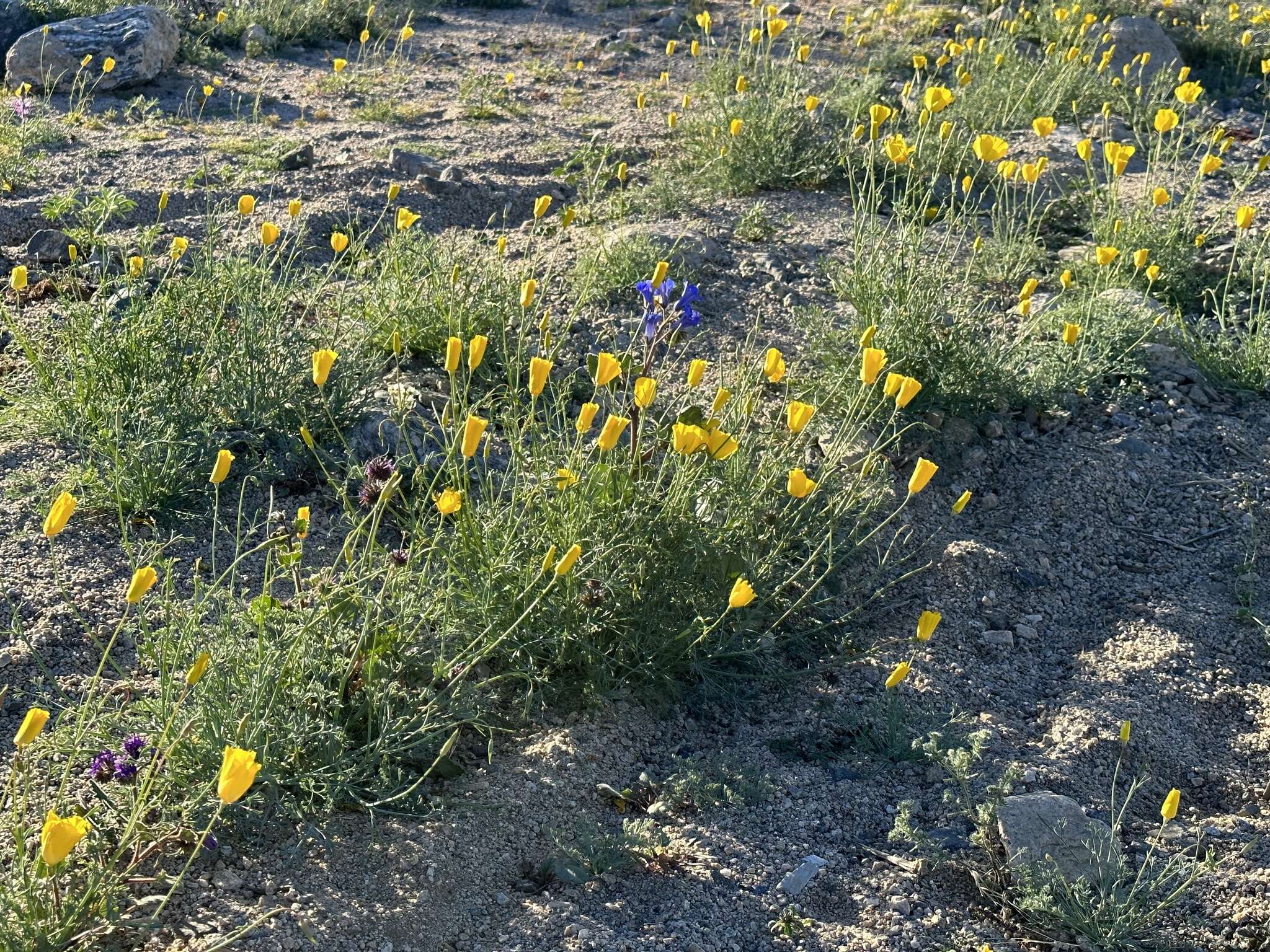 Imagem de Eschscholzia papastillii Still