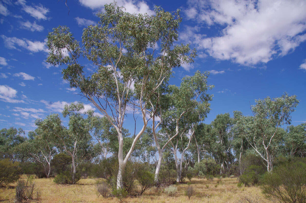 Image of Eucalyptus camaldulensis subsp. arida Brooker & M. W. Mc Donald