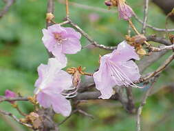 Image of rhododendron