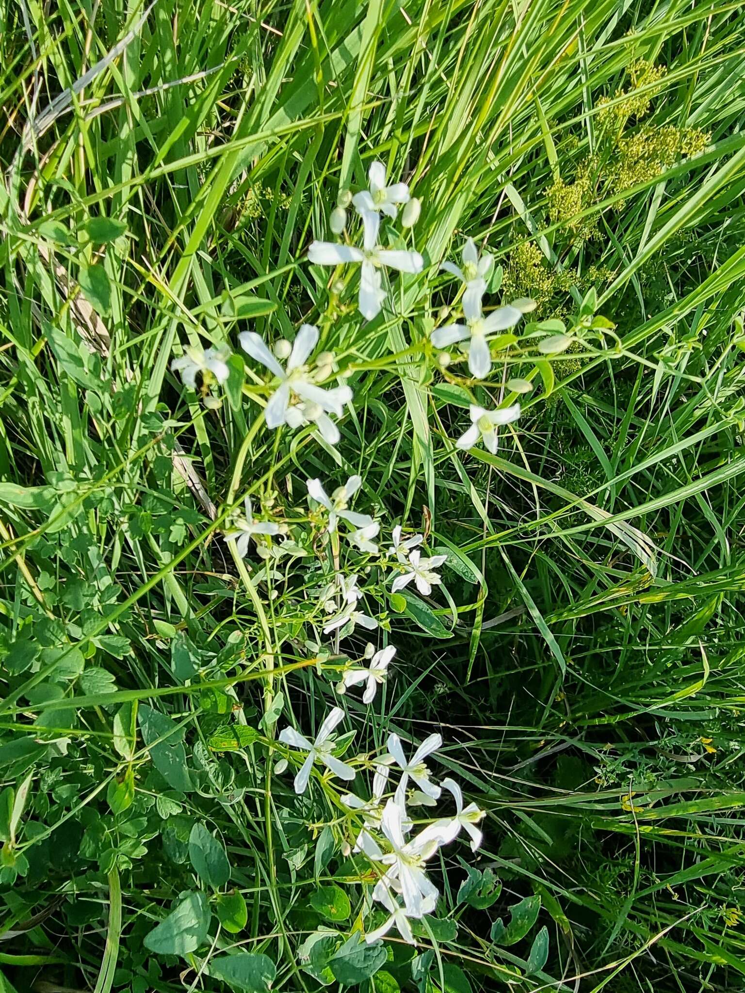 Imagem de Clematis lathyrifolia Bess. ex Reichb.