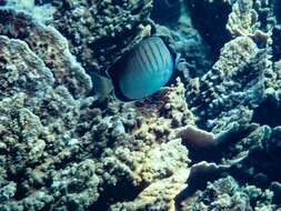 Image of Assarius Butterflyfish